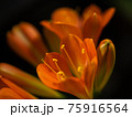 君子蘭の花のクローズアップ 75916564