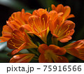 君子蘭の花のクローズアップ 75916566