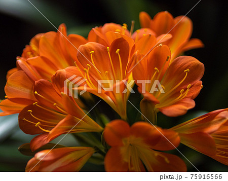君子蘭の花のクローズアップ 75916566