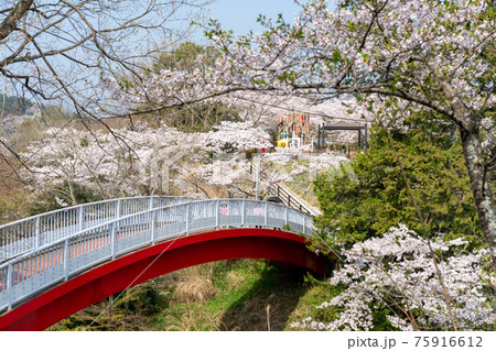 松ヶ岡公園　さくらまつり 75916612