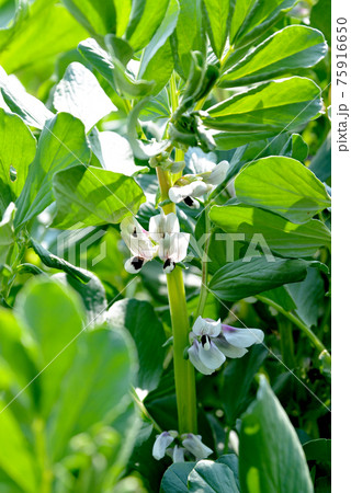 夏が待ち遠しいソラマメの花 75916650