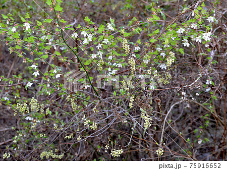 山道の脇で春を告げるキブシやイチゴの花 山道の脇で春を告げるキブシやイチゴの花 75916652