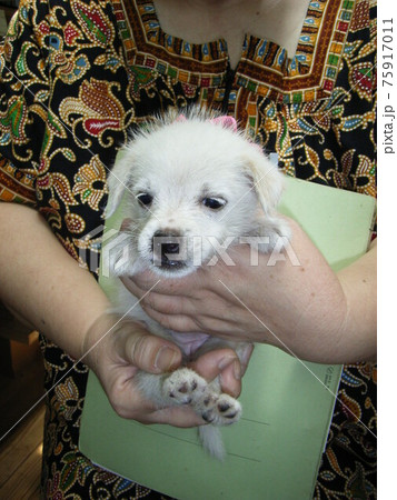 人間に抱かれる生後間もない白い子犬の写真素材