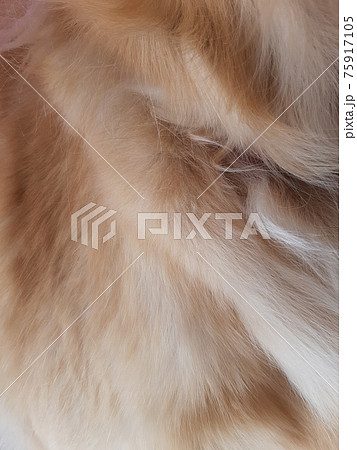 イヌの被毛 75917105
