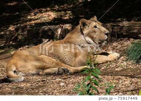 インドライオンの写真素材