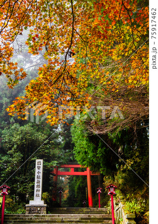 神奈川県 箱根神社 第三鳥居 神奈川県 箱根神社 第三鳥居 75917462
