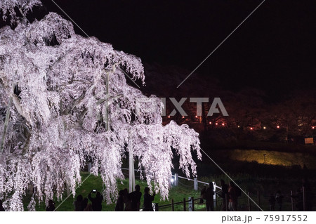 三春滝桜 ライトアップ 樹齢推定1000年超 三春滝桜 ライトアップ 樹齢推定1000年超 75917552