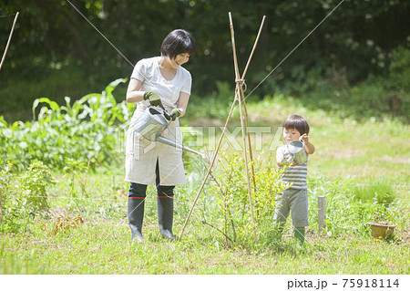 ブルーベリーに水やりする親子 75918114