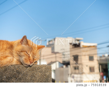 塀の上で昼寝をする茶トラの野良猫 塀の上で昼寝をする茶トラの野良猫 75918539