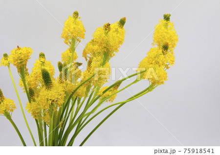 春の到来を告げるブルビネラの黄色い花の写真素材