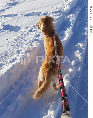 雪道を歩く犬(後ろ姿) 雪道を歩く犬(後ろ姿) 75918581