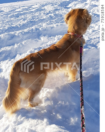 雪道を歩く犬(後ろ姿) 雪道を歩く犬(後ろ姿) 75918584