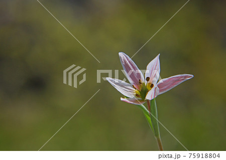 アマナ アマナ 75918804