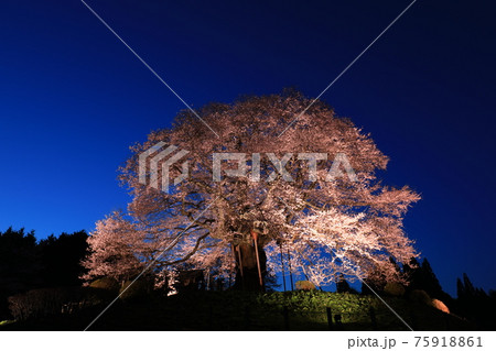 醍醐桜7760 醍醐桜7760 75918861