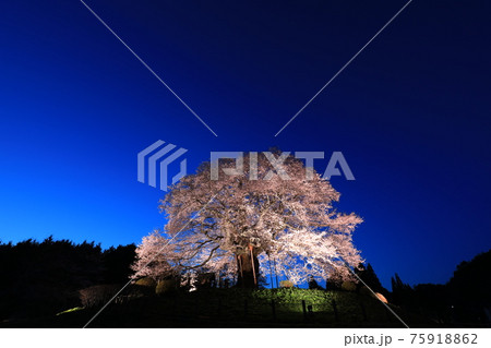 醍醐桜7762 75918862