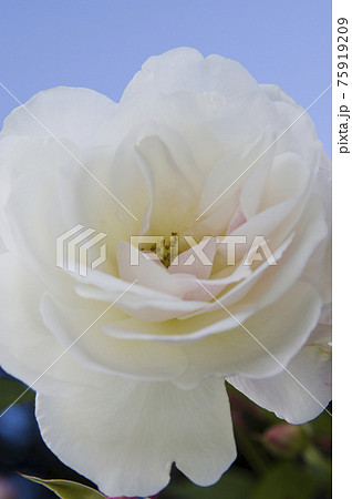 薔薇園に白い薔薇の花が咲いています このバラの名前はアイスバーグ シュネーヴィッチェン です の写真素材