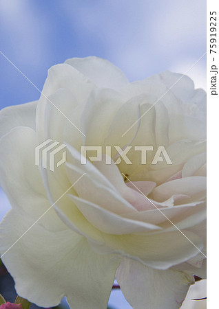 薔薇園に白い薔薇の花が咲いています。このバラの名前はアイスバーグ（シュネーヴィッチェン）です。 75919225