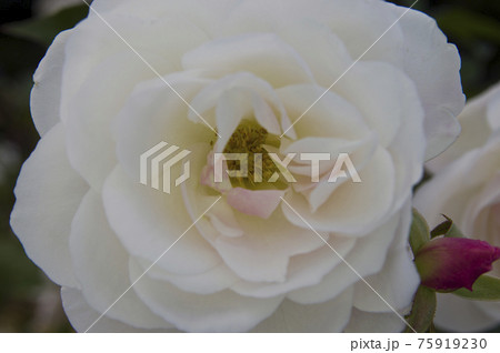 薔薇園に白い薔薇の花が咲いています。このバラの名前はアイスバーグ（シュネーヴィッチェン）です。 75919230