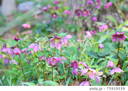 クリスマスローズの花 75919339