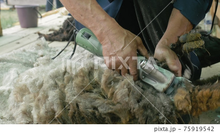 Men shearer shearing sheep at agricultural show in competition. Electric professional sheep manual hair clipper sheep cutting shearing machine. 75919542