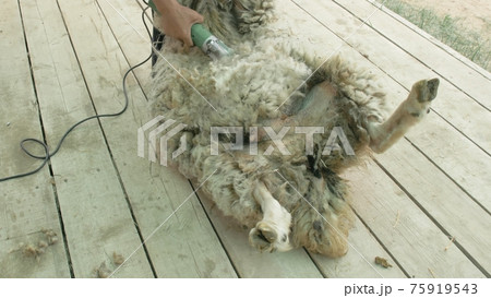 Men shearer shearing sheep at agricultural show in competition. Electric professional sheep manual hair clipper sheep cutting shearing machine. 75919543