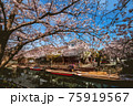 福岡県柳川市乗船場の桜 75919567