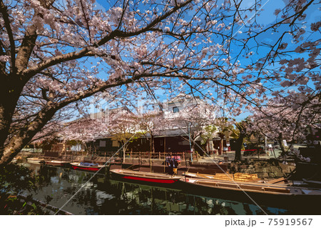 福岡県柳川市乗船場の桜のイラスト素材