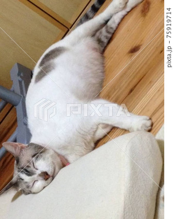 枕で寝る猫 75919714