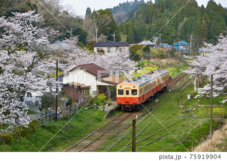俯瞰の桜咲くレトロ駅　小湊鉄道　月崎駅 75919904