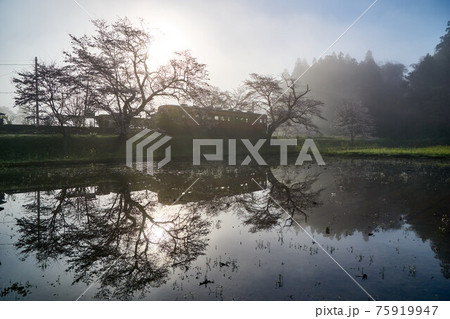桜咲く朝霧の飯給駅　飯給駅 75919947