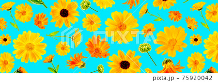 Pattern of orange flowers of calendula on blue background, as a backdrop or texture. Spring, summer wallpaper for your design. Top view Flat lay Banner Pattern of orange flowers of calendula on blue background, as a backdrop or texture. Spring, summer wallpaper for your design. Top view Flat lay Banner 75920042