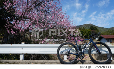 花見サイクリング　広島市　太田川 75920433