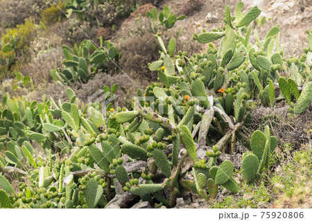 Large cacti with fruits on the island of Tenerife.Canary Islands, Spain Large cacti with fruits on the island of Tenerife.Canary Islands, Spain 75920806