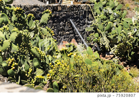 Large cacti with fruits on the island of Tenerife.Canary Islands, Spain Large cacti with fruits on the island of Tenerife.Canary Islands, Spain 75920807
