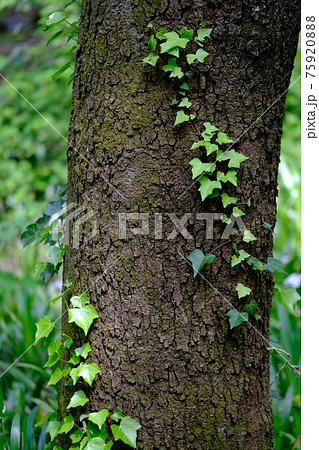 木に巻き付くツルの写真素材 7598