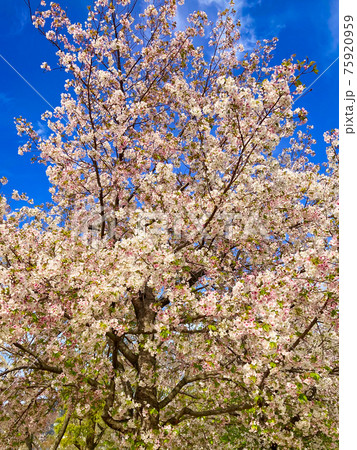 桜 75920959