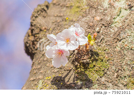 桜 75921011