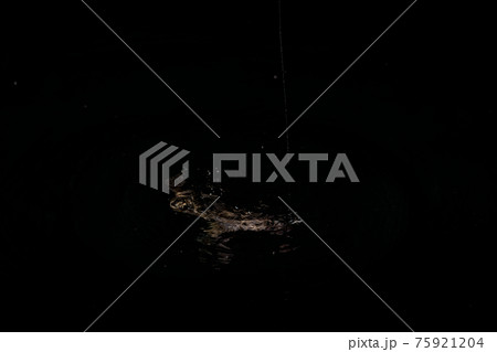 フィッシング ナイトメバリング フィッシング ナイトメバリング 75921204