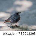 鳥 バーディー 小鳥 75921806