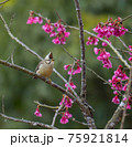 鳥 バーディー 小鳥 75921814