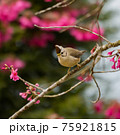鳥 バーディー 小鳥 75921815
