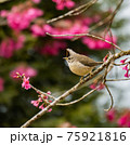 鳥 バーディー 小鳥 75921816