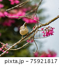 鳥 バーディー 小鳥 75921817