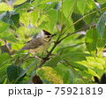 鳥 バーディー 小鳥 75921819