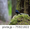 鳥 バーディー 小鳥 75921822
