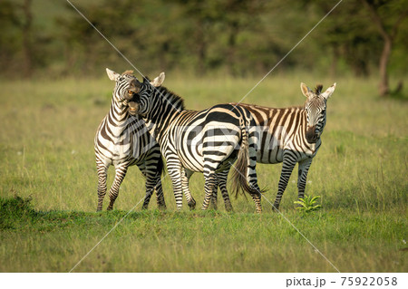Two plains zebra play fight near foal Two plains zebra play fight near foal 75922058
