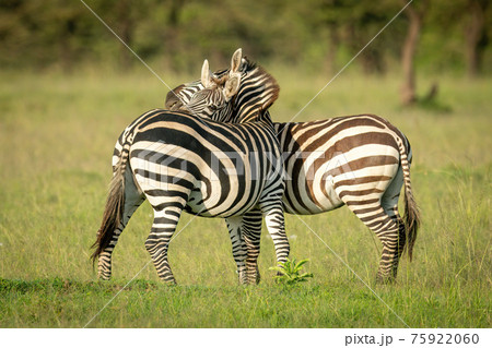 Two plains zebra play fight in grass Two plains zebra play fight in grass 75922060