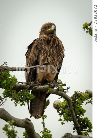 Tawny eagle on twisted branch facing right 75922072