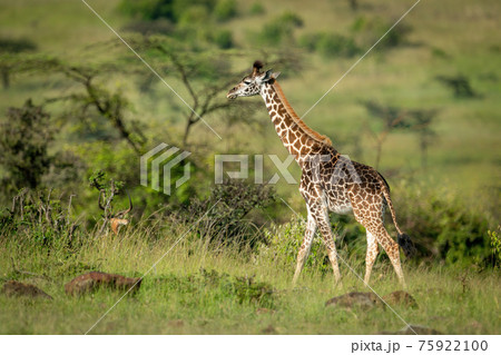 Masai giraffe walks past impala among bushes Masai giraffe walks past impala among bushes 75922100