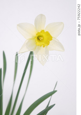 スイセン 75922242